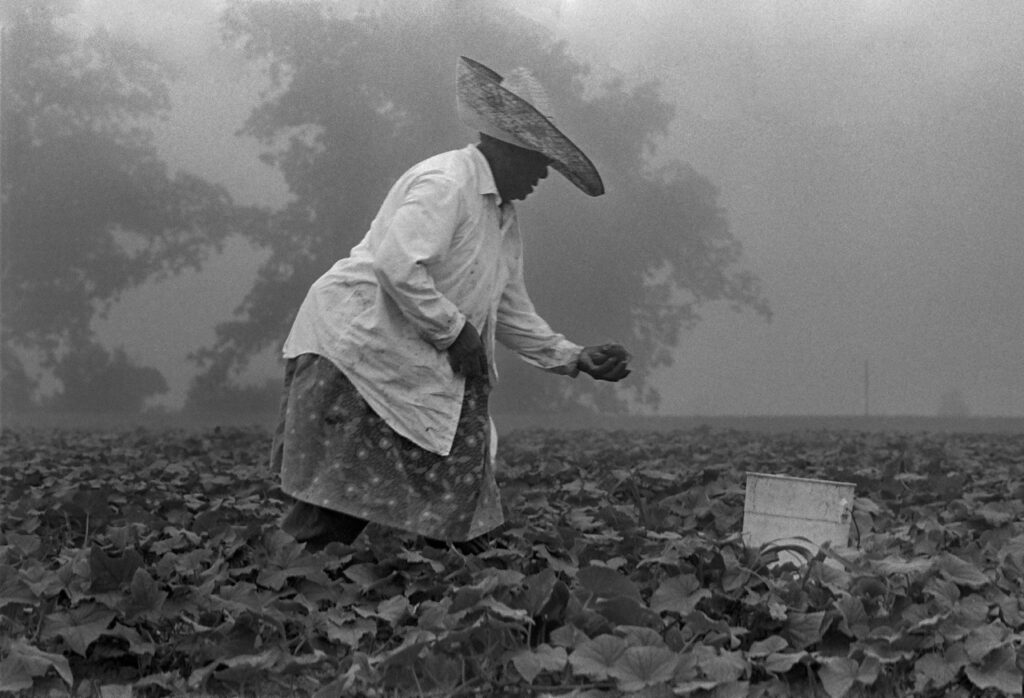 Heavy woman in straw hat working in field