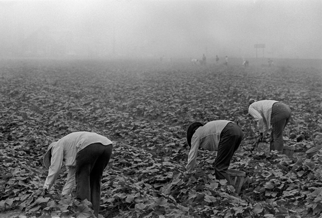 Laborers in field, backs turned, bent over